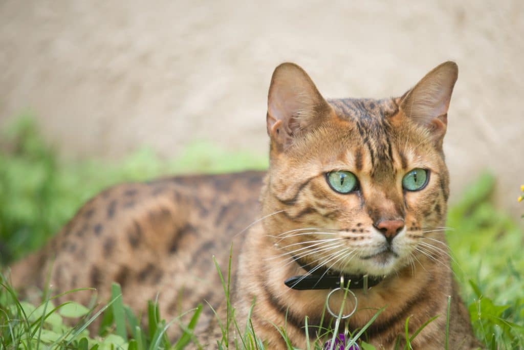 Bengal cat with leather collar lying in the grass