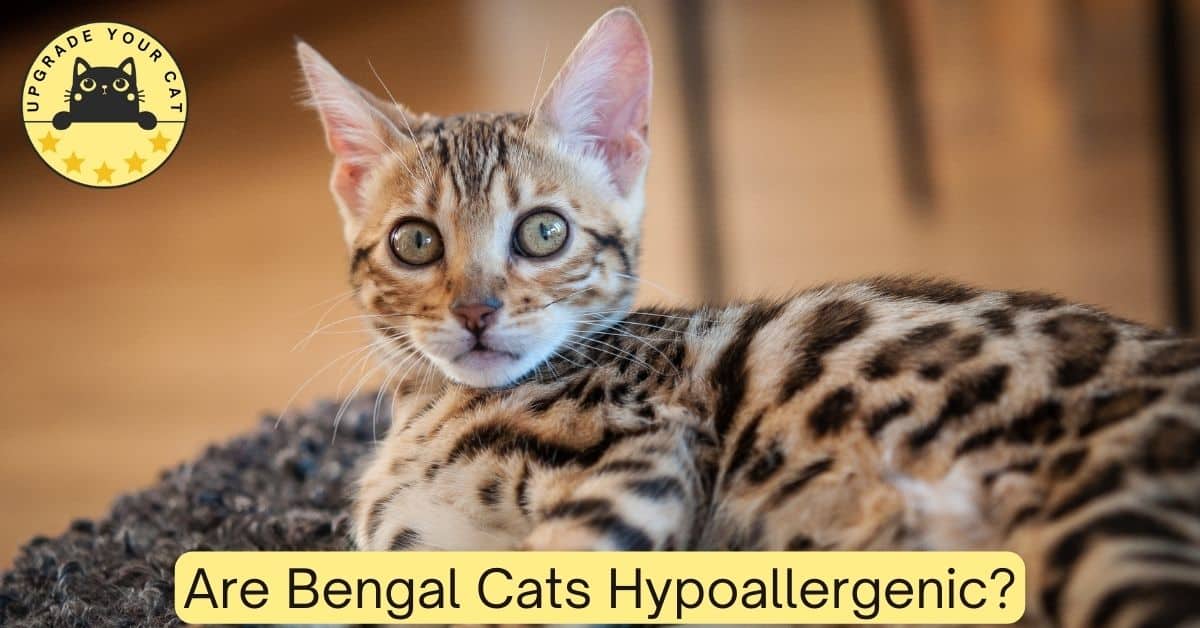 are bengal cats hypoallergenic