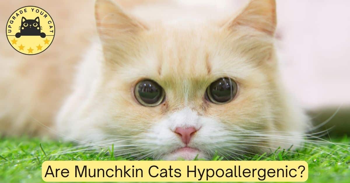 Are Munchkin Cats Hypoallergenic