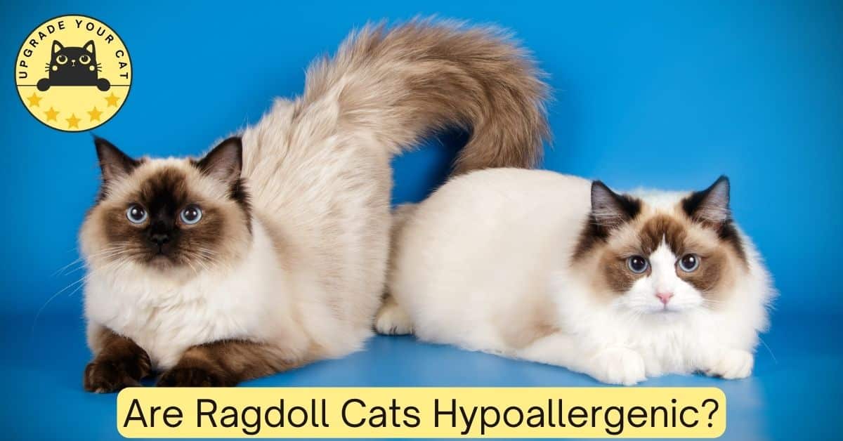 Are ragdoll cats hypoallergenic