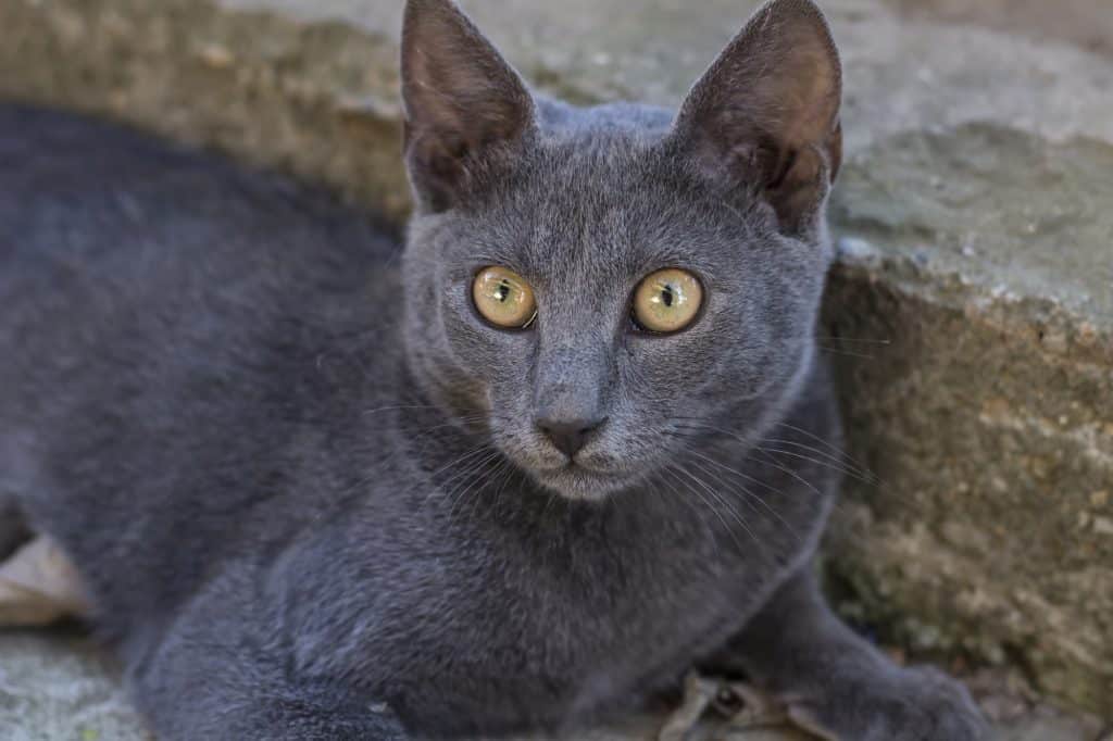 Russian blue kitten looking surprised on a stone stair