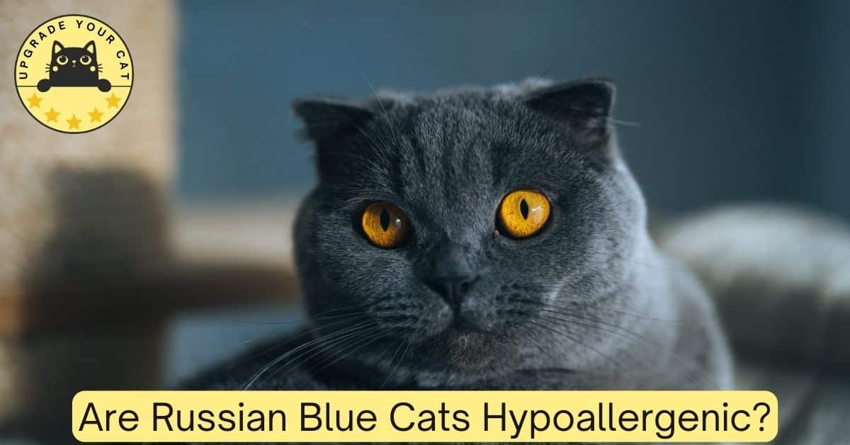 are russian blue cats hypoallergenic
