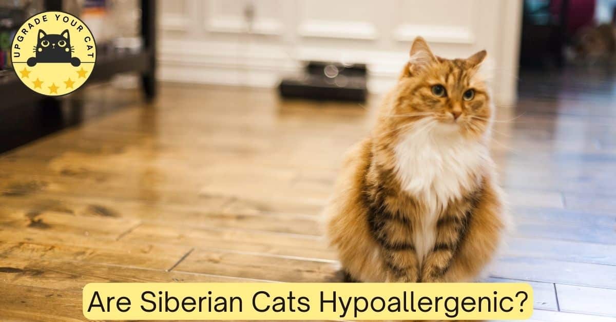 Are Siberian Cats Hypoallergenic