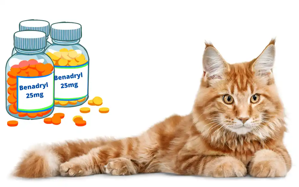 Benadryl For Cats