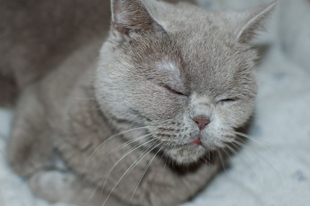 British Shorthair Cat With Eyes Closed