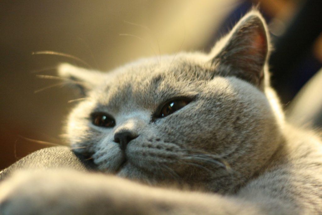 British Shorthair cat bred in Louisiana