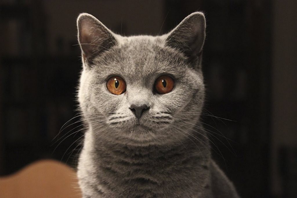 British Shorthair in Kentucky