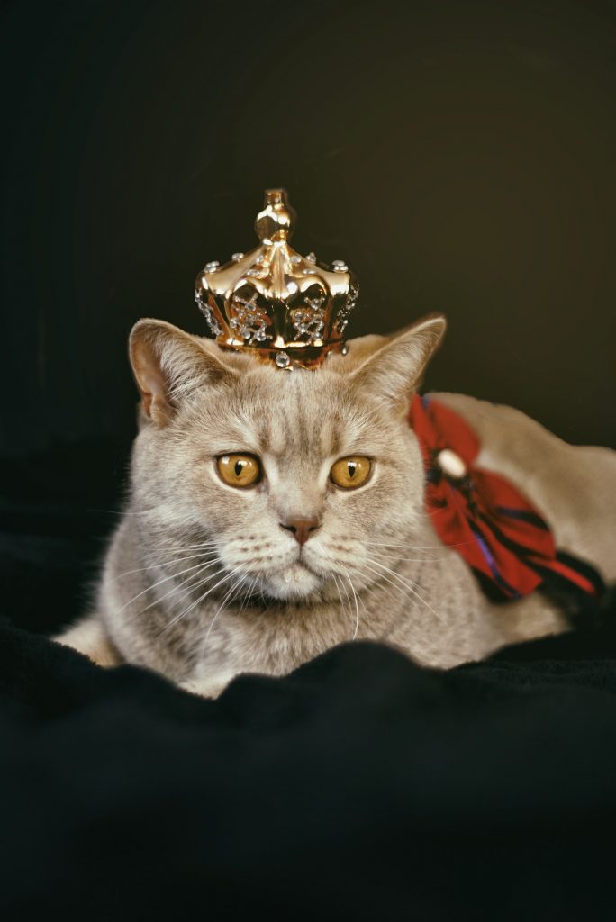 British Shorthair cat with crown on head