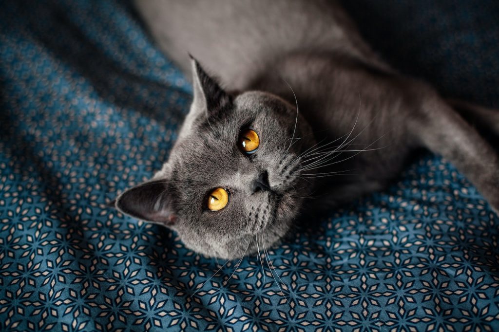 British shorthair