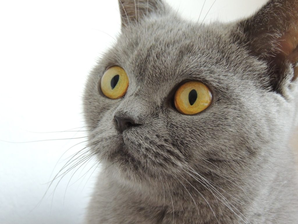 Close-Up of British Shorthair