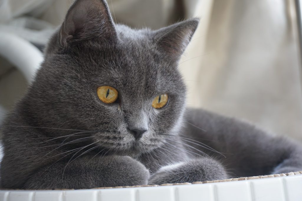 Dark British Shorthair