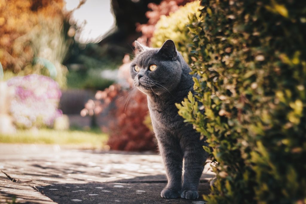 Beautiful grey/blue British Shorthair cat.