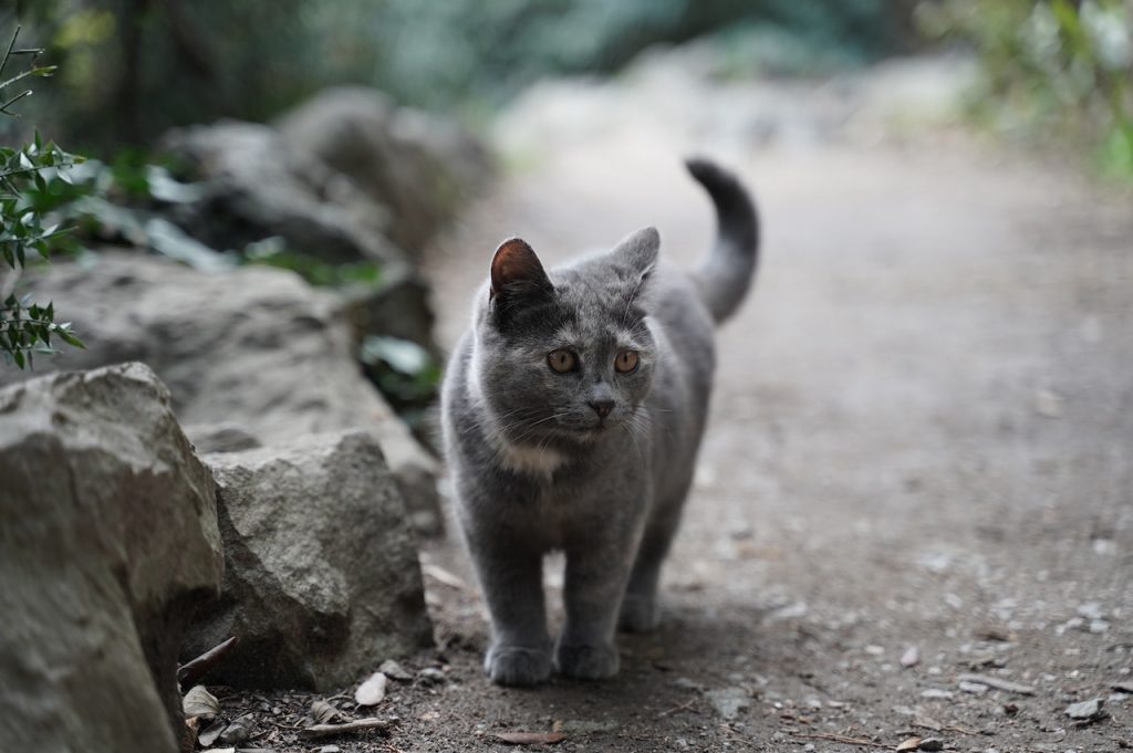 British Shorthair kitten walking outside near some small rocks.