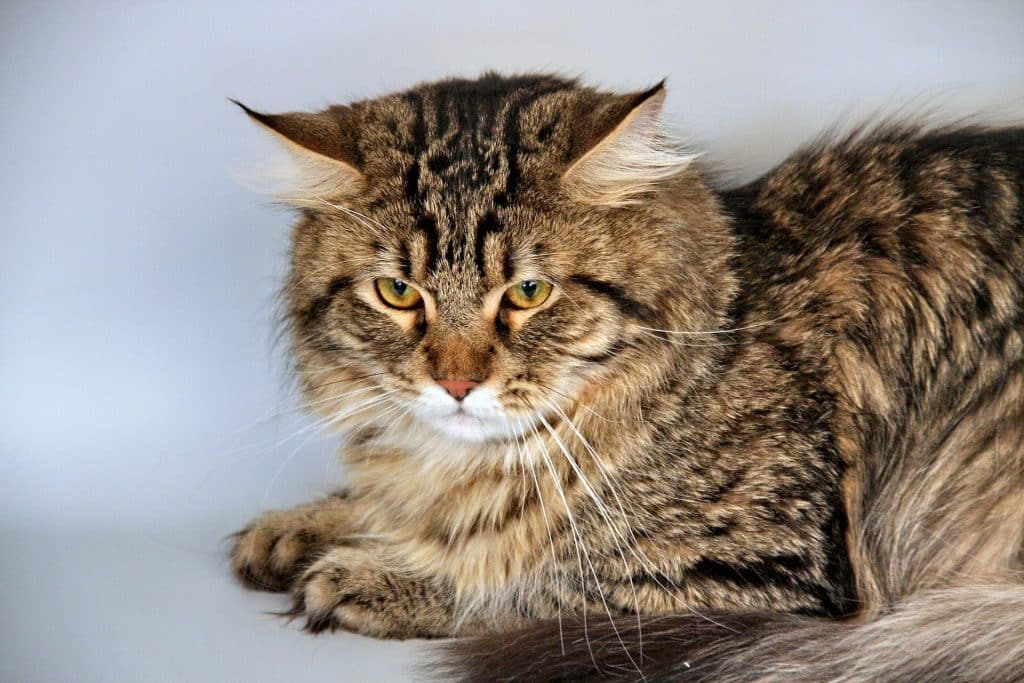 Thick-furred Siberian Cat.