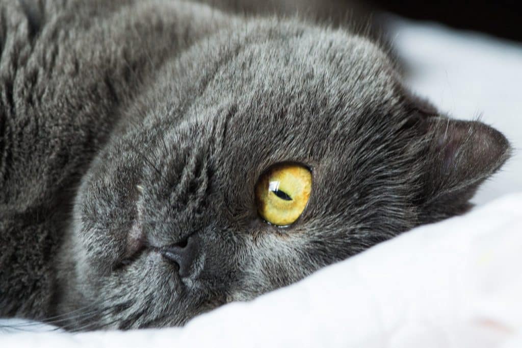 British Shorthair cat