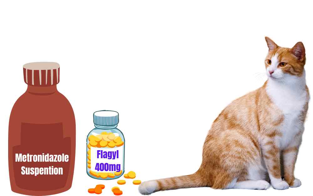 Metronidazole For Cats