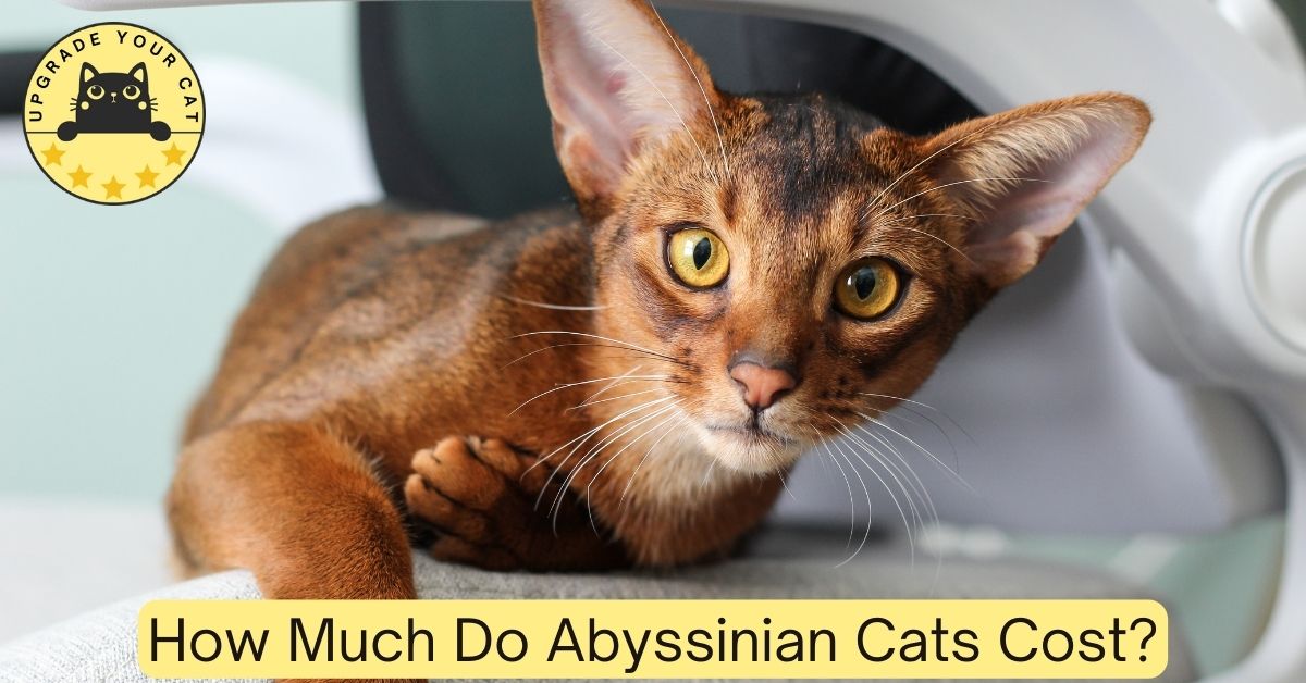 Abyssinian cat peering at you