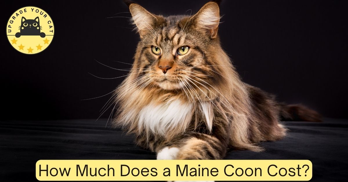 Maine Coon Cat