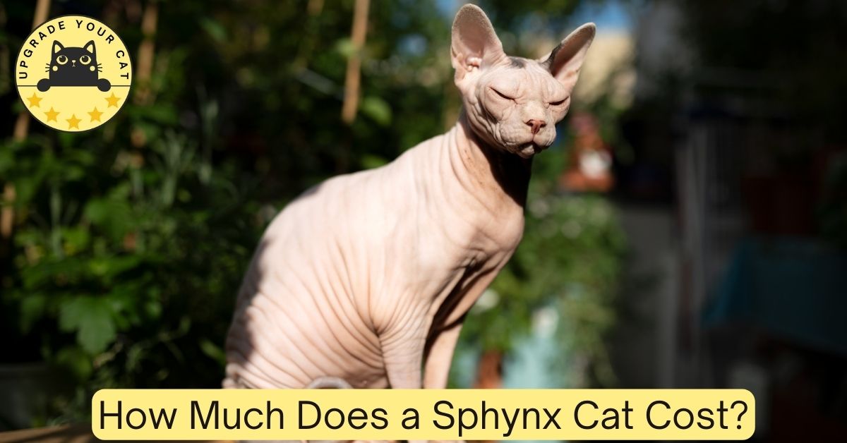 sphynx cat basking in the sun