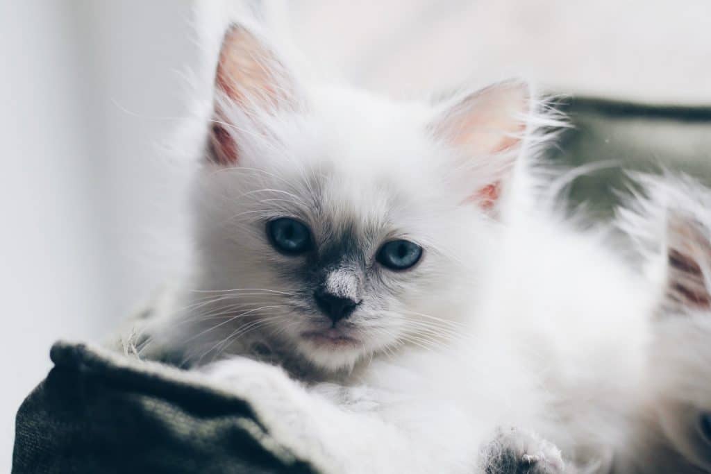 White ragdoll kitten with black nose and blue eyes