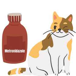 Metronidazole and cat