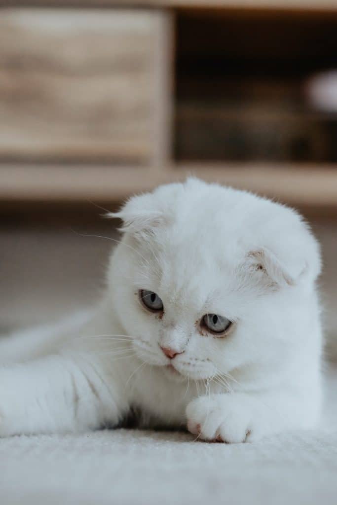 White Munchkin kitten on white carpet