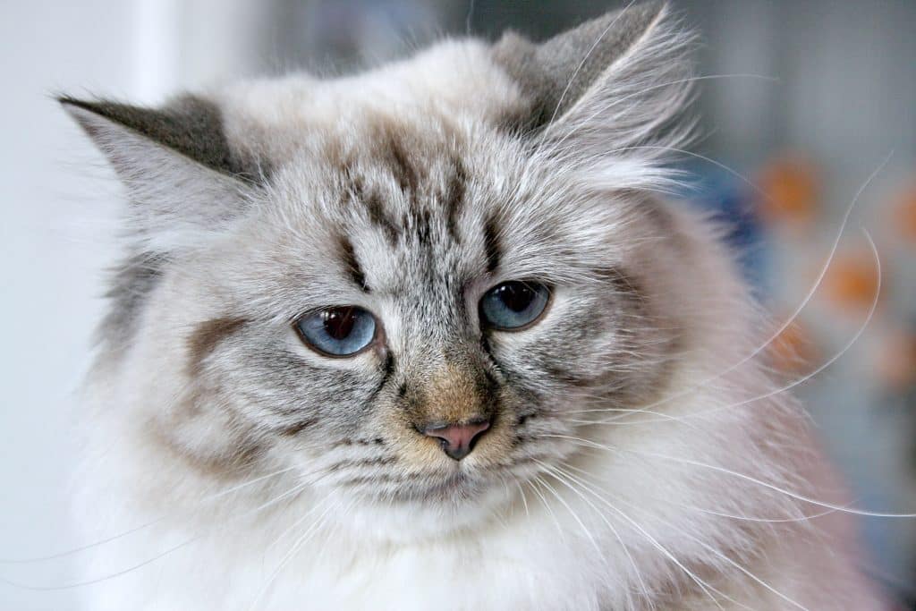 Close-Up of Siberian Cat