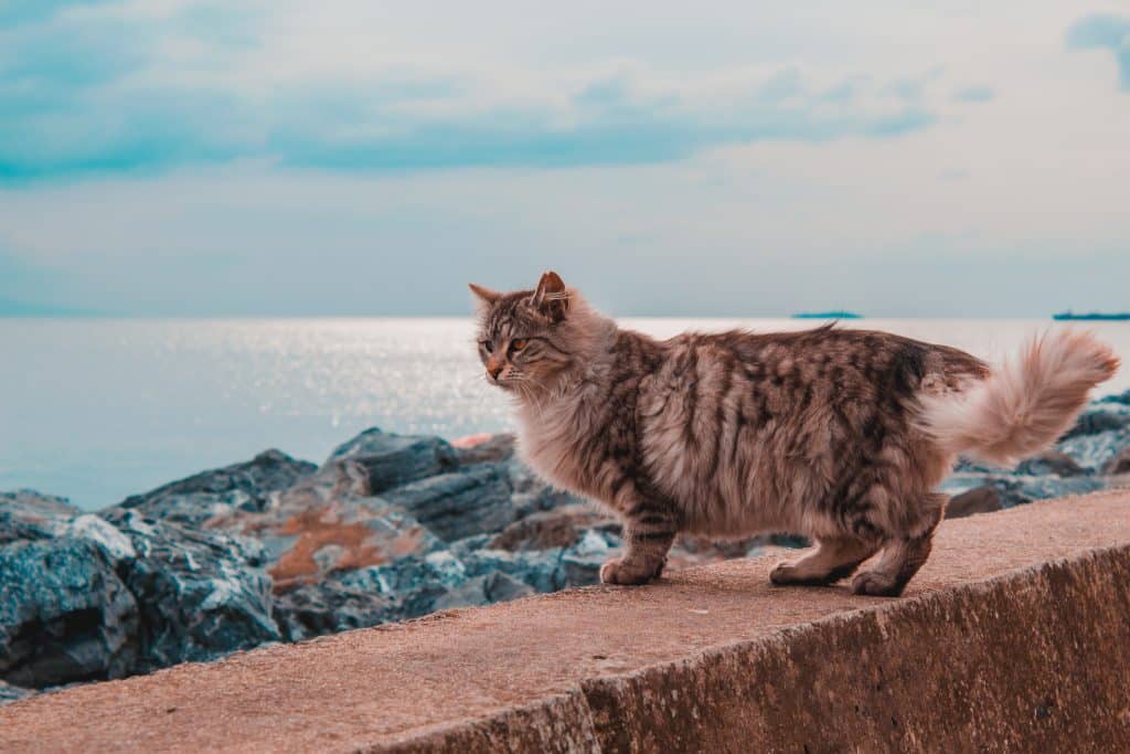 Siberian cat overlooking the ocean while standing on a stone pier