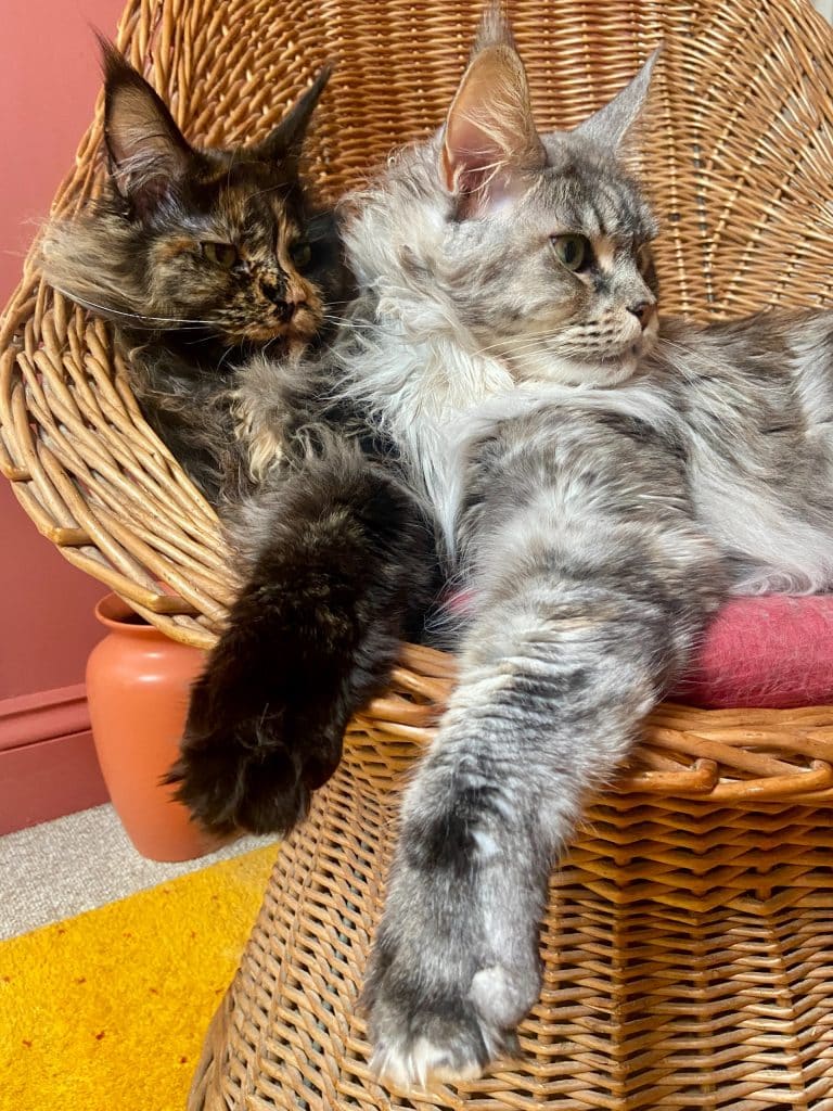 Two beautiful Maine Coons sharing a basket