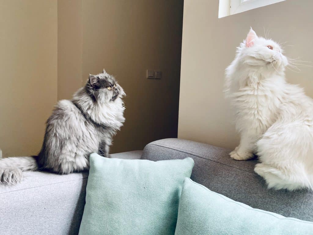 Two Persian cats watching a bird outside the window