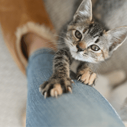 cat seeking attention