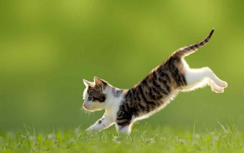 Why Do Cats Make Noises When They Jump