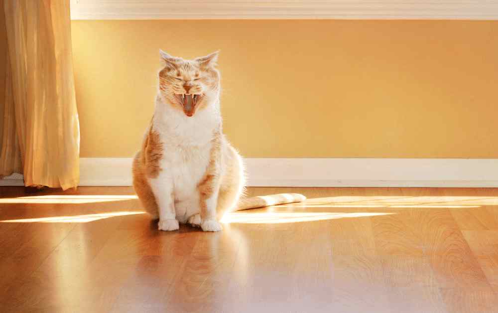 Why do cats make weird noises