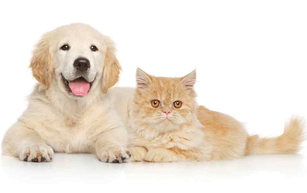 ips For Cats and Dogs Living Together