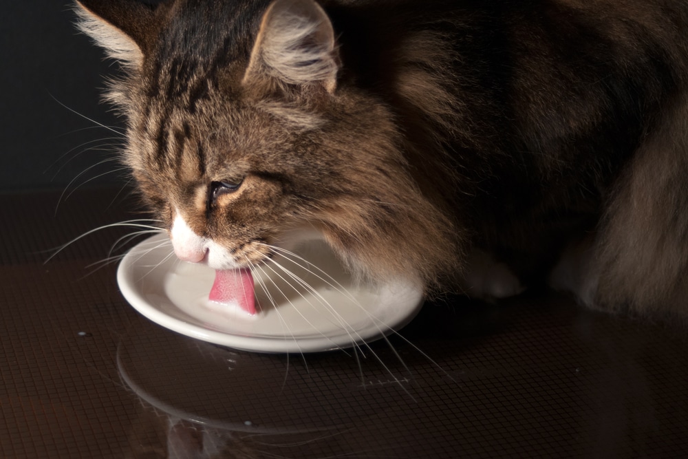 cat drinking milk