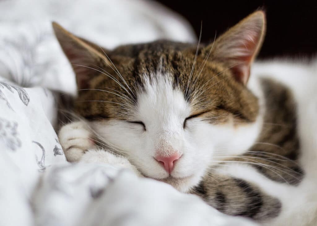 getting your cat spayed