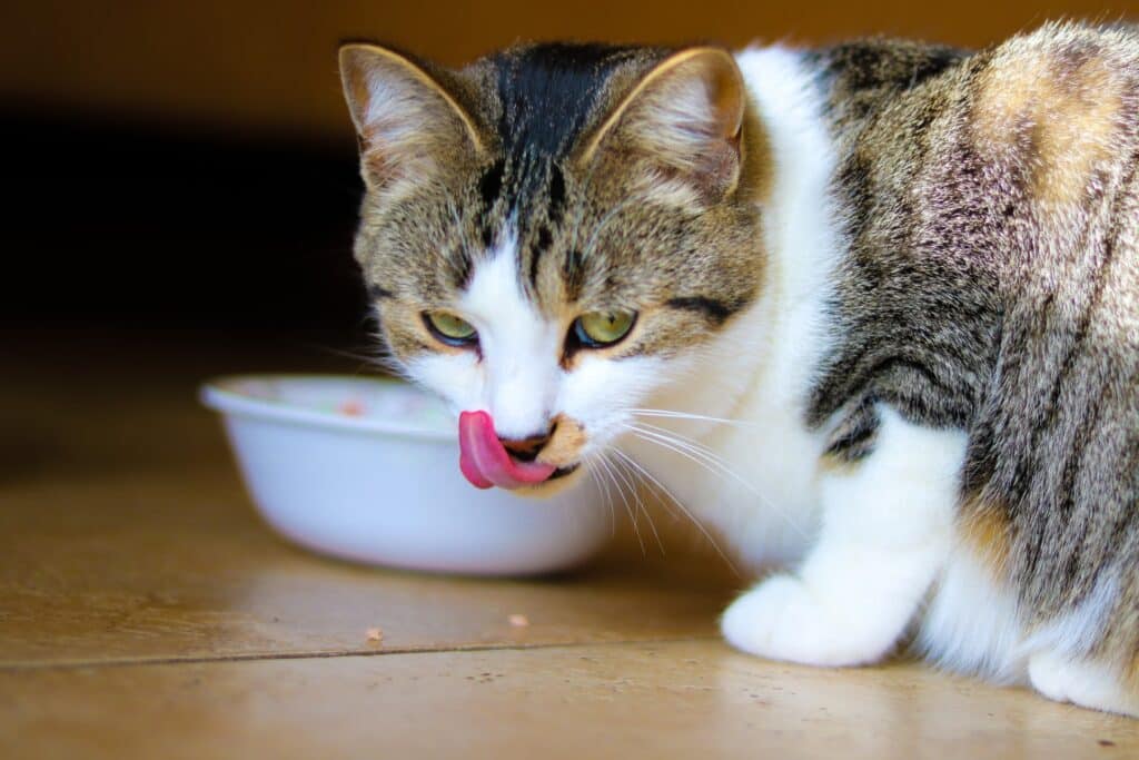 tuna water for cats