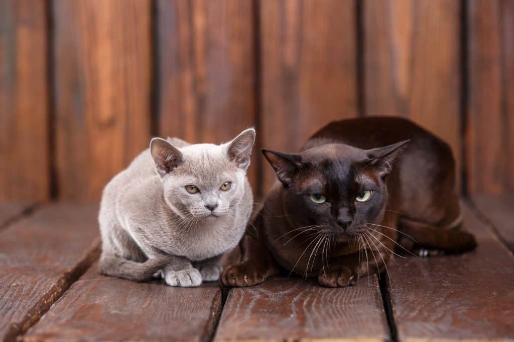 kitten and adult cat breed European Burmese, father and son sitting on wooden background. Grey and brown, chocolate color