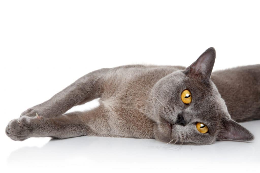 Burmese cat lying on white background