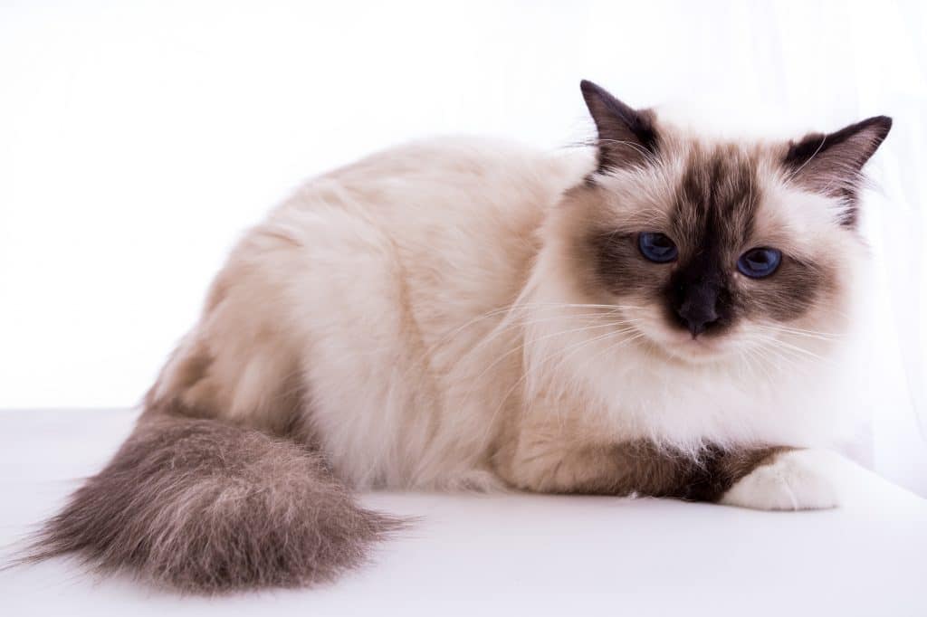Cute Burmese cat
