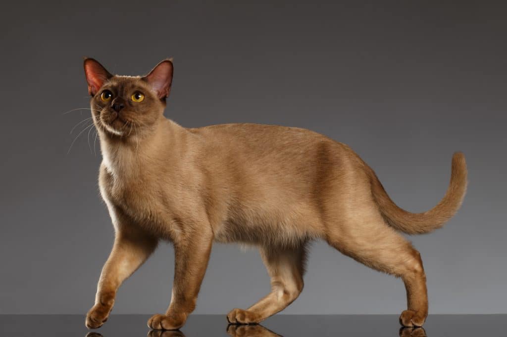 Closeup Burmese Cat  Stands on Gray background