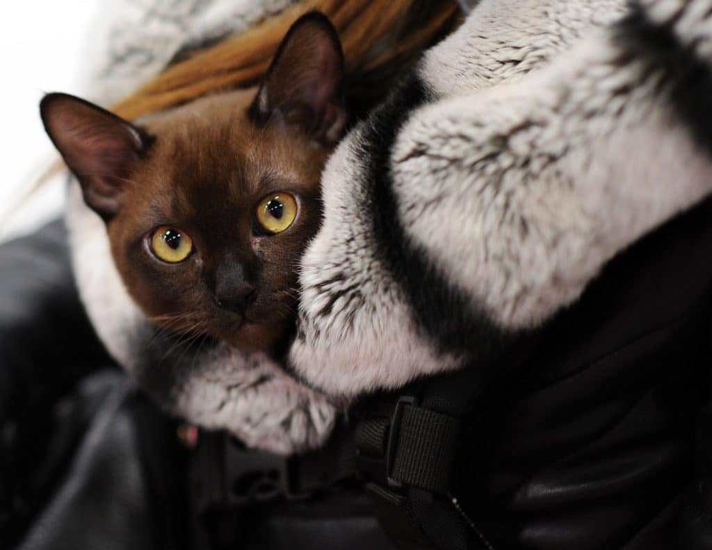 Burmese cat at cat show, Moscow.