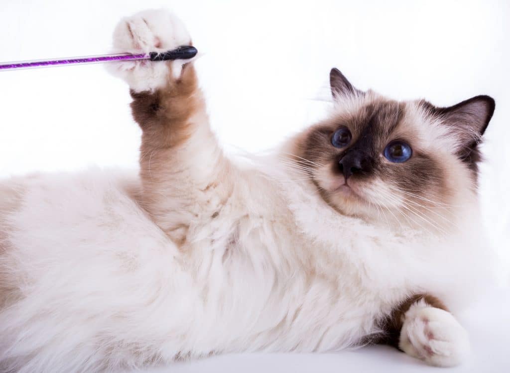 Burmese cat