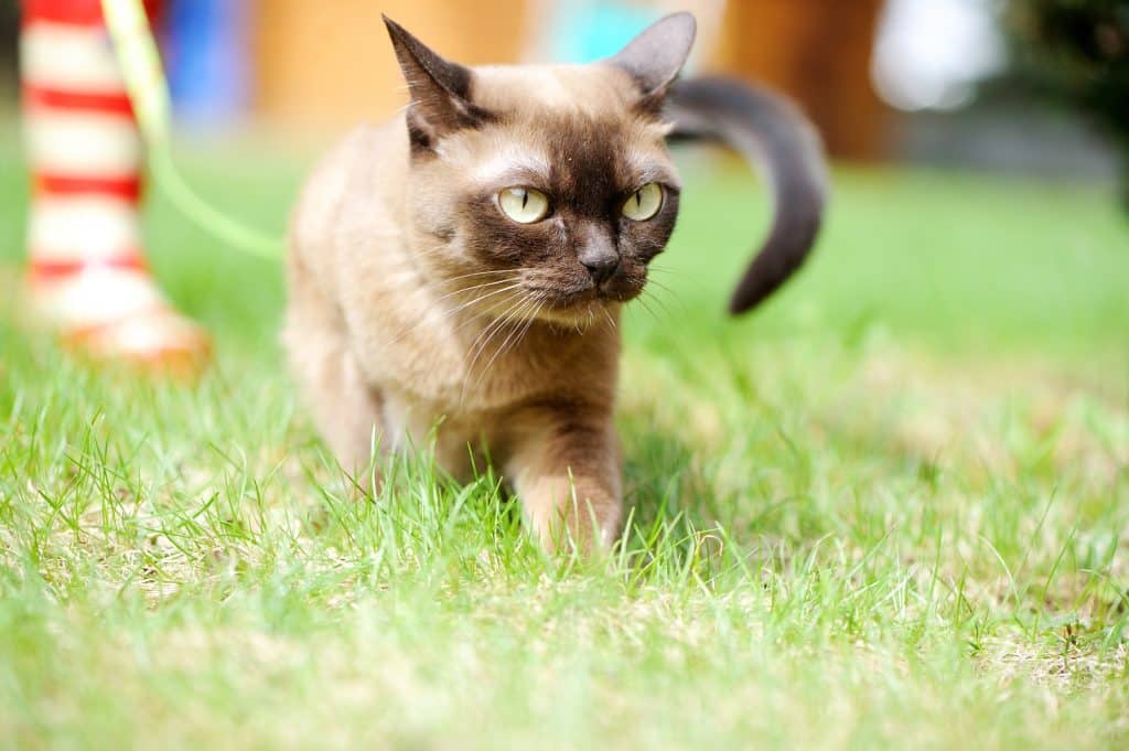 Burmese cat walking outdoors on green meadow