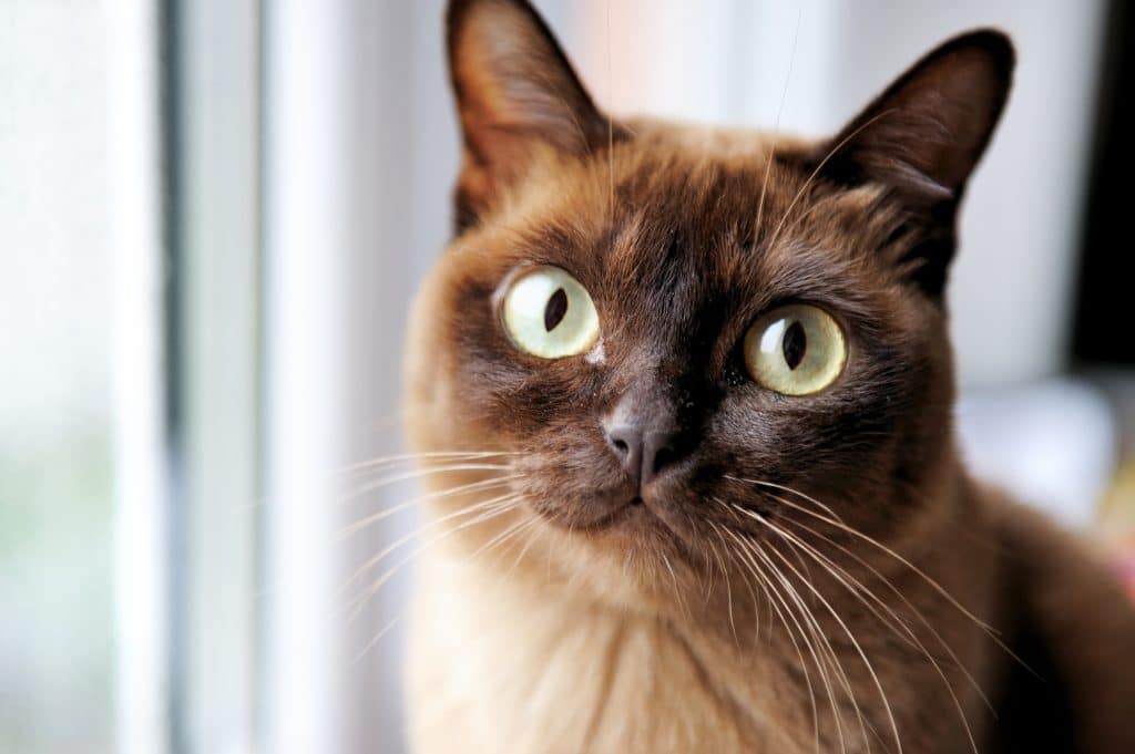A closeup portrait of young chocolate burmese cat