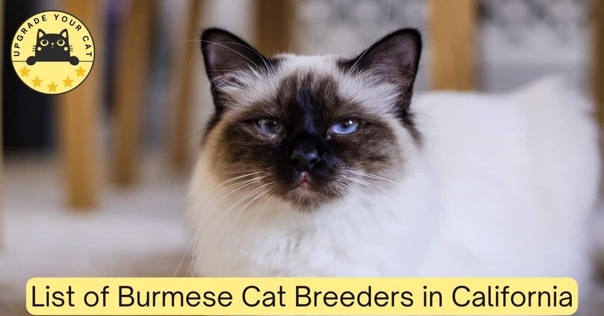 Burmese Cat Breeders in California