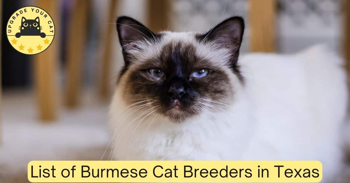 Burmese Cat Breeders in Texas