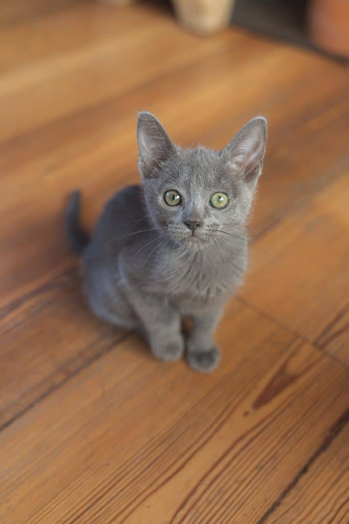 Burmese Kitten