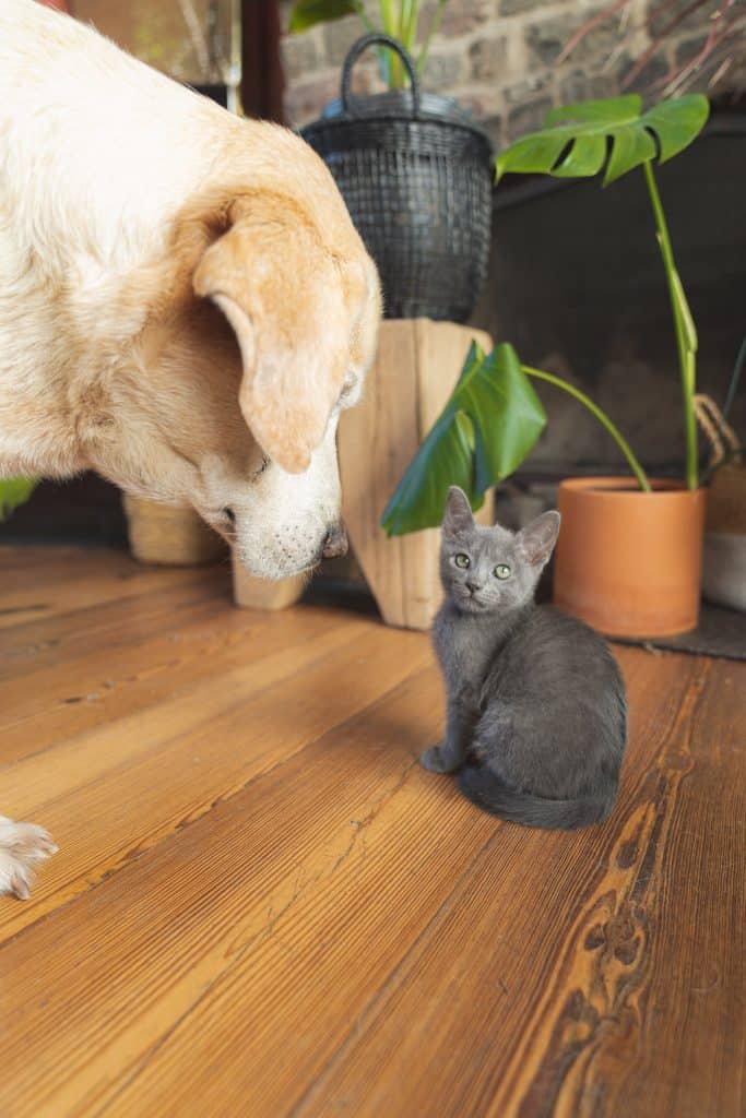 Burmese Kitten with dog