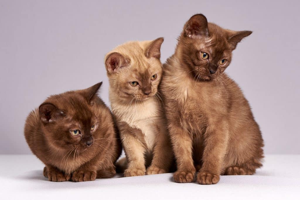 Cute Burmese Kittens